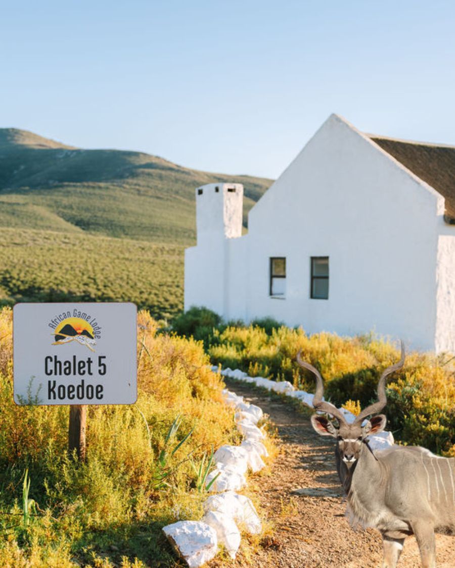 Koedoe Chalet