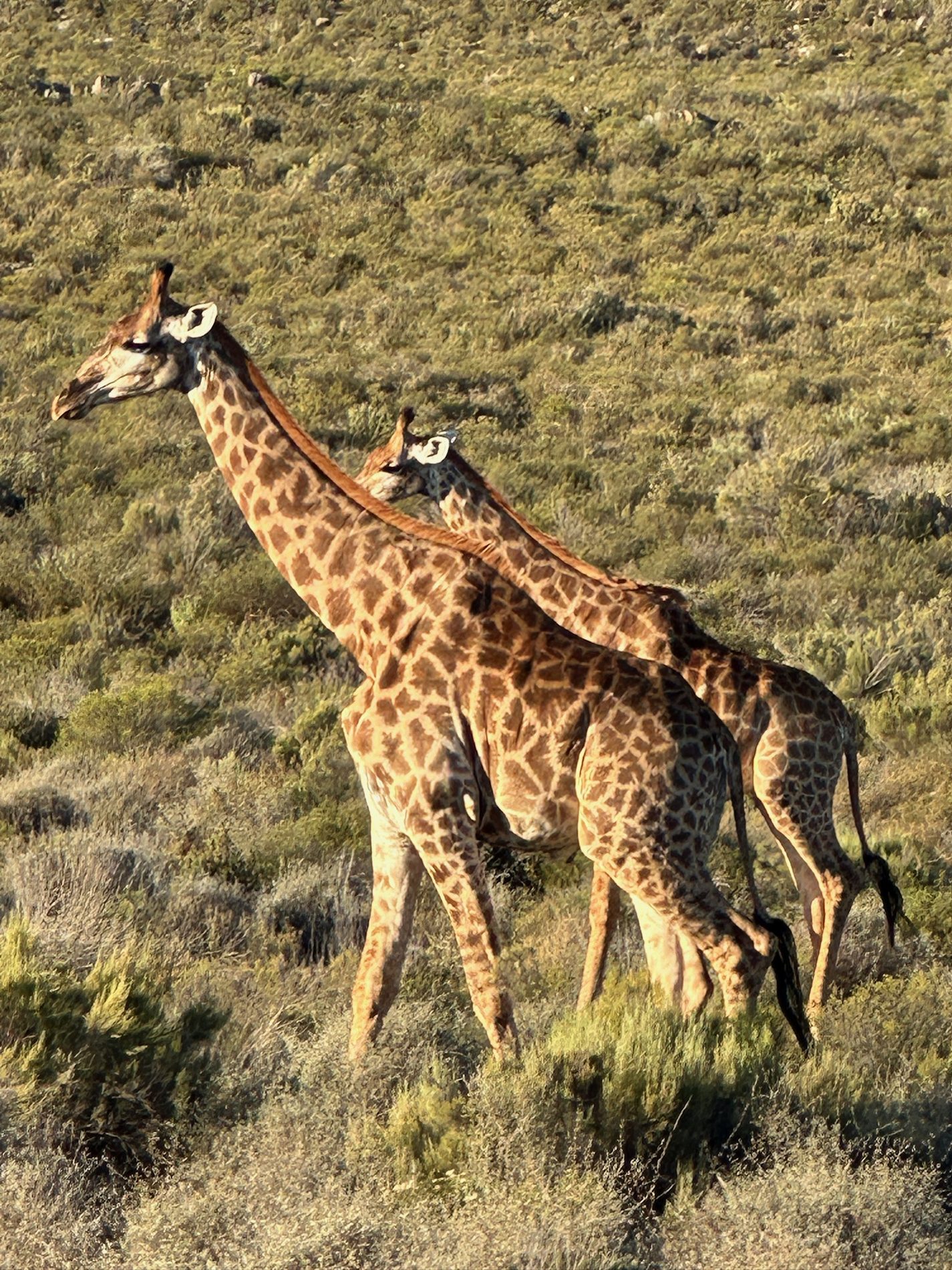 Wildlife on the reserve